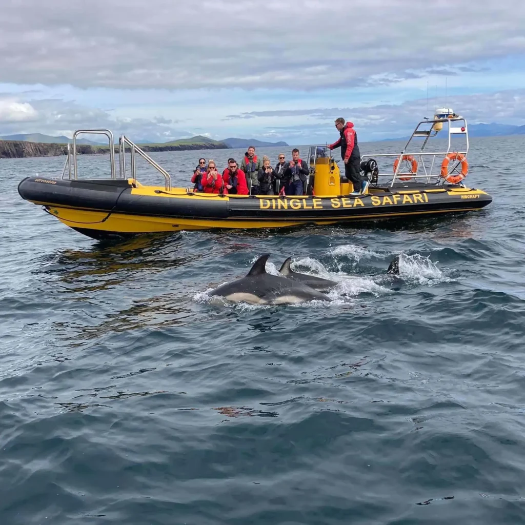 Kerry Sea Safari