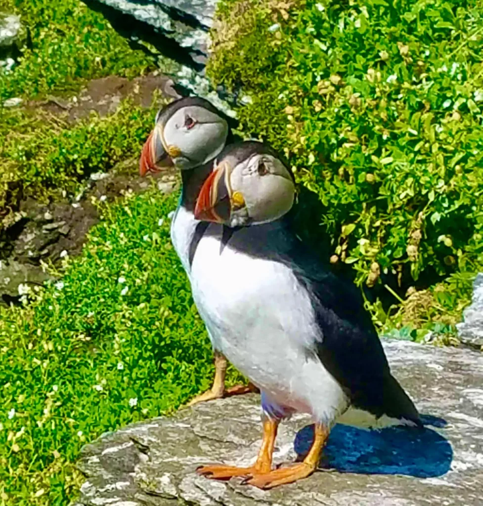 Blasket Islands Puffin Tour